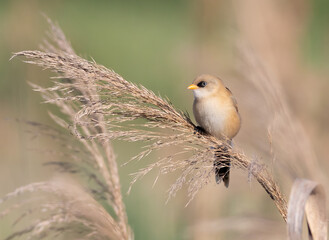 Bearded reedling, Panurus biarmicus. A young male sits on top of a reed