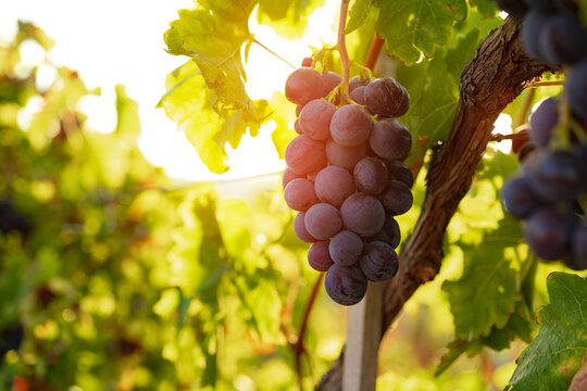 Bunch Of Black Grape Growing In The Vineyard