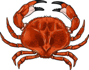Crab png by hand drawing.crab silhouette on white background.