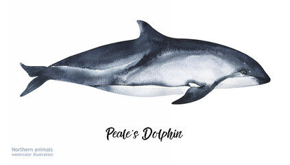Watercolor cute Peale's Dolphin. Hand painting postcard with whale isolated Peale's Dolphin background. Ocean animals.