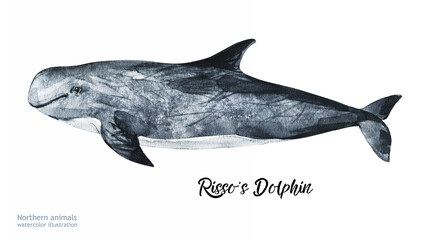 Watercolor cute Risso's Dolphin. Hand painting postcard with Risso's Dolphin isolated white background. Ocean animals.