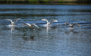 Höckerschwäne landen im Nord-Ostsee-Kanal 