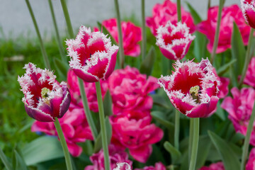 Colorful spring meadow with pink and white fringed tulip siesta and pink tulip flowers - close up. Nature, floral, blooming and gardening concept
