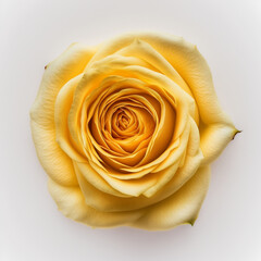 yellow rose close up, genetare ia