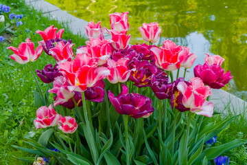 Colorful spring meadow with fringed pink and white tulip and purple tulip flowers - close up. Nature, floral, blooming and gardening concept