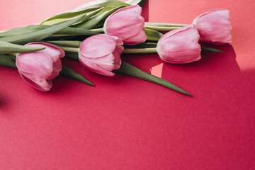 Gently pink tulips on the bright pink background. Spring background with a bouquet of flowers with copy space. Top view