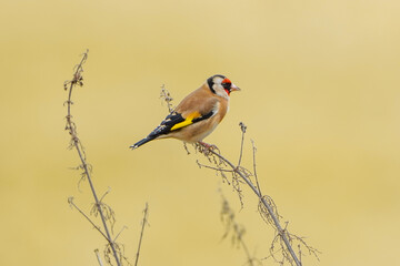 Fototapeta premium European Goldfinch, perched on a plant in a field