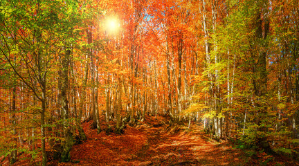 Naklejka premium Autumn landscape - view of a forest road in the autumnal mountain beech forest, Carpathians, Ukraine