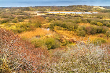 Beautiful landscape - view of the grassy sand dunes on the coast of South Holland near The Hague, the Netherlands