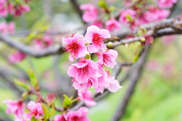 Obraz premium 早咲きサクラ