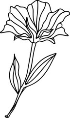Hand drawn flower collection vector
