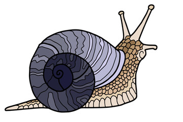 Vector illustration Hand drawing snails. isolated on white. Cute snail with a blue shell. The original print. Illustration for the children's book.