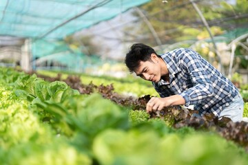 Happy male gardener smiling inspects quality of green oak vegetable in greenhouse garden. Young asian farmer cultivate healthy nutrition organic salad vegetables in hydroponic farming