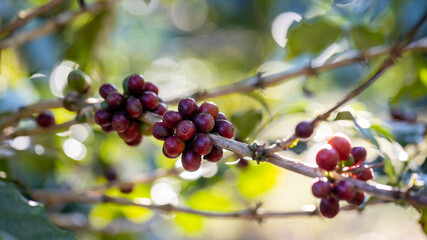 Fresh coffee. Red berry branch. coffee beans berries cherries on coffee tree's branches at coffee plantation