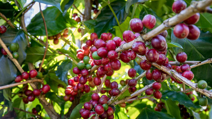 Fresh coffee. Red berry branch. coffee beans berries cherries on coffee tree's branches at coffee plantation