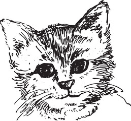 Cat drawn. face of cat. Sketch hand drawn by black ink