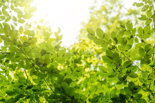 Green tree leaves in sunlight, sunny spring day in the park