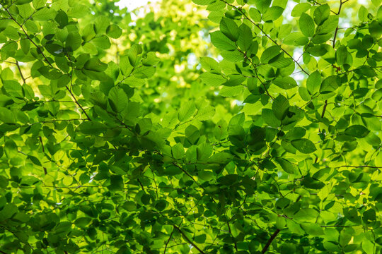 Fototapeta Green tree leaves in sunlight, sunny spring day in the park