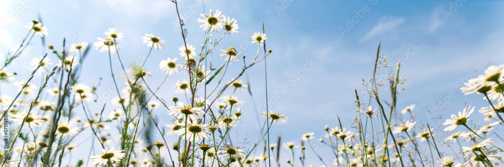 Poster Wild flowers on sunny blue sky, spring meadow