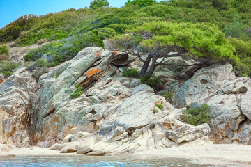 beautiful tree by the sea on nature background