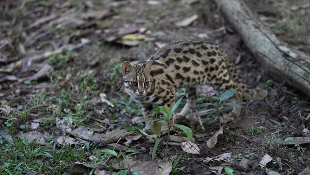 A leopard cat hunts prey at night on the grass.
