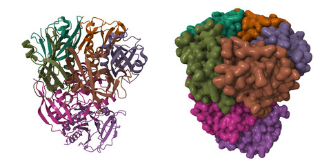 Structure of typhoid toxin. 3D cartoon and Gaussian surface models, PDB 4k6l