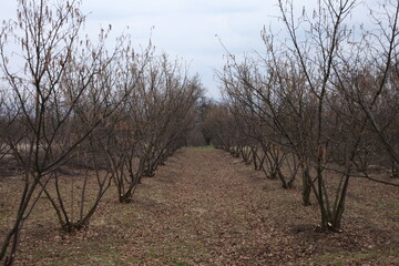A neat orchard in winter where the leaves have fallen on the ground, fruit trees lined up in rows