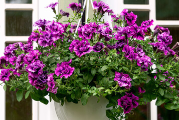 Beautiful flower pot with purple petunia in the garden.