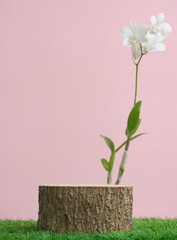 Wood podium table top and white orchid on green grass on pink pastel background.Natural beauty cosmetic or spa aromatherapy product present pedestal promotion display, spring and summer concept.