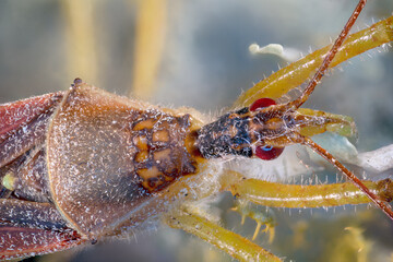 Assassin bug (Zelus renardii) hanging out on some lichen.