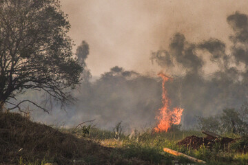 forest fire, deforestation, environmental pollution