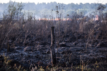 forest fire, deforestation, environmental pollution