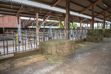 empty cowshed without cows on a farm, separated spaces for the cows metal fence, hay in front