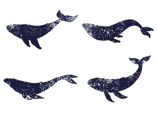 Collection of whales textured silhouettes. Illustration on transparent background