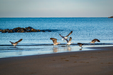 Mouettes sur une plage en hiver au petit matin