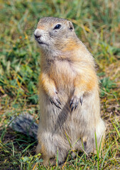 Naklejka na ściany i meble The gopher is standing on its hind legs on a grassy field and looking around
