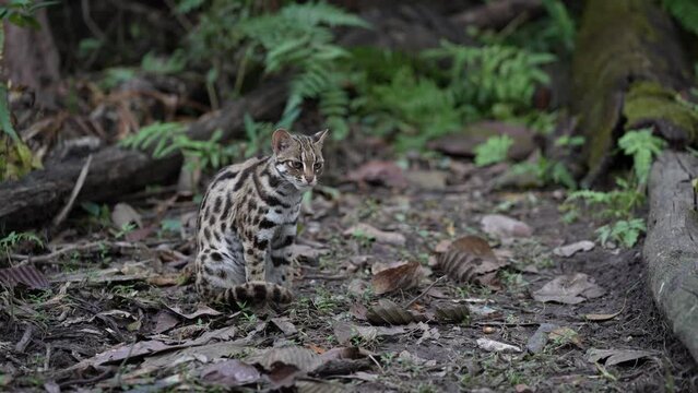 A leopard cat hunts prey at night on the grass.