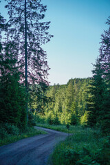 Fototapeta na wymiar Wandering in. the pine forest in Sweden, Northern Europe