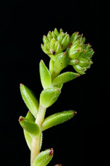 beautiful green suculent with black background