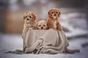 Three cute cavapoo puppy dogs posing in basket © honey_paws