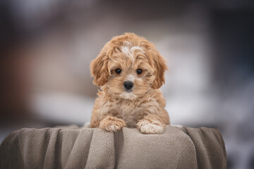 Cute cavapoo puppy dog posing in basket