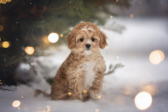Cute cavapoo puppy dog among burning lights posing in snowy garden