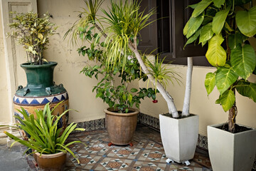 Multiple decorative potted plants in the garden near the house
