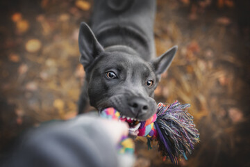 Thai ridgeback puppy dog playing with a toy in autumn park