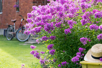 Fototapeta na wymiar Flowers Phlox subulata flowering in summertime in front yard in countryside, blooming purple phlox outdoors, flowering plant of the family Polemoniaceae phlox in garden