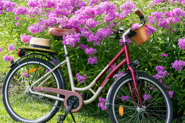 Fototapeta na wymiar Retro style bicycle with basket parked in front of a flowering Phlox subulata in summertime in countryside, bicycle and blooming purple phlox outdoors, flowering plant phlox and bicycle in garden