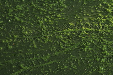 Blooming blue-green algae (Cyanobacteria)and . Water pollution of rivers and lakes with harmful 
algal blooms. It is world environmental problem. Ecology concept of polluted nature. 
