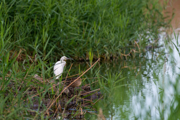 Aigrette à l'affût