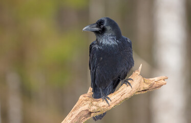 Common Raven - Corvus corax - in winter at a wet forest