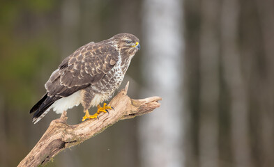 Common Buzzard - Buteo buteo - in winter at a wet forest